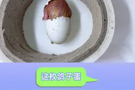 小鸽子出壳全程记录，出壳过程持续了四个小时。终于被我拍到了！视频封面