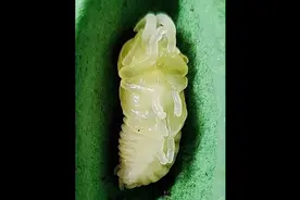 虫虫兽进化锹形虫兽#印尼金锹 #化蛹 #蜕变过程 #甲虫 #昆虫