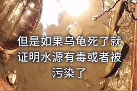 古人为什么会在水井里放乌龟？#打call我的内容主场视频封面