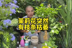 茉莉花夏季1-2天浇水一次，勤修剪才能多爆花视频封面
