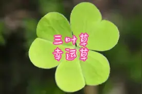 三叶草，园林中一种常见的地被植物，被赋予了浪漫幸运的气息！视频封面