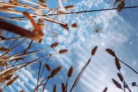 布谷声声里，大地麦黄时。夏风不负，麦浪涌动，带着收获的味道视频封面