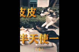 第二集 狗狗带出去散步见到其他狗狗就咬怎么办视频封面