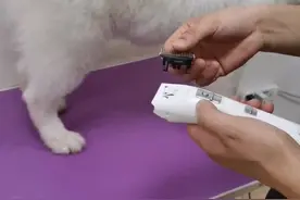 #宠物美容 #萨摩耶 打结的狗狗，毛厚的狗狗很好剃，不卡毛，视频留毛9毫米视频封面