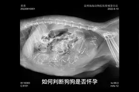 如何判断狗狗是否怀孕？#家有萌宠 #萌宠 #狗狗视频封面
