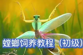 螳螂保姆级饲养指南#螳螂 #昆虫世界 #昆虫 #宠物 #宠物知识视频封面
