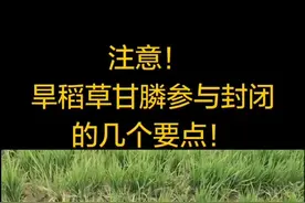 中海聊农业-种植篇：旱稻封闭使用草甘膦的几个注意事项！#种田大户 #农业种植 #云上大课堂 #短视频视频封面