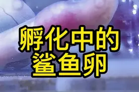 更新上次剪开孵化的鲨鱼卵 #鲨鱼 #观赏鱼 #海缸 @抖音短视频 视频封面