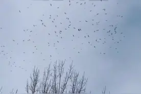 近期，湖北、山东、河北等地网友都拍到了鸟群在空中盘旋的壮观场面！#太神奇了视频封面
