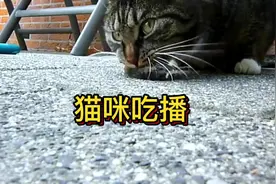 猫吃老鼠见过吗？猫咪吃播表演，现场吃掉小老鼠#猫咪