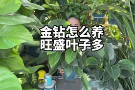 金钻绿植怎么养？才会旺盛叶子多？金钻浇水施肥方法。  #金钻