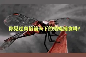 广东江门，发现一处原生态的荷花世界！#旅游视频封面