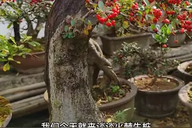 火棘生桩怎么样余留#盆景制作 #树桩盆景 #盆景 视频封面