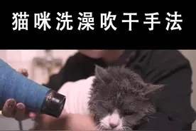 猫咪一听到吹风机声音就跑？洗完澡后非常实用的吹干手法教给你#萌宠出道计划 @十三的喵宝箱（有问题私信我）