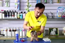 用干洗泡沫给狗狗洗澡的正确方法