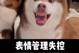 在争风吃醋这方面，我家狗的演技还是到位的👍除了最后的…#萌宠出道计划 #动物的迷惑行为视频封面