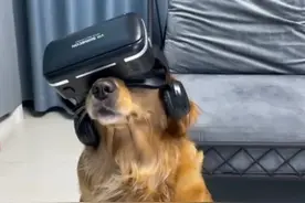 当狗子第一次看恐怖片😱视频封面