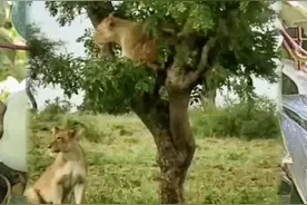 狮子上树抓猴子🐒#猴子🐒 #万物皆有灵性 #野生动物零距离 #动物 #动物世界 #奇妙的动物 视频封面