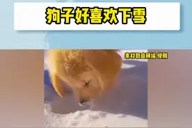 狗子把头埋进雪里看着好傻视频封面