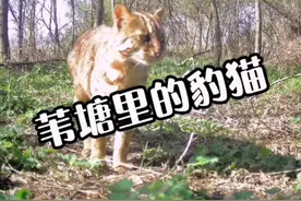 丹东-东港城郊的豹猫，豹猫俗称“山狸子”，国家二级保护动物。经过相机的豹猫，各种蜜汁动作。#喵星人 #猫科动物 #生态丹东 #动物科普 #撸猫 视频封面