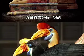 文玩界的“鹤顶红”——盔犀鸟头骨，拒绝带血的文玩，请不要伤害它#保护动物 #文玩视频封面