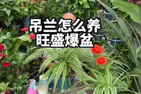 吊兰怎么养才能更旺盛呢？营养足够就会养的绿油油。吊兰喜阴花卉视频封面