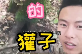 獾子是杂食动物，有肉吃肉，没肉找肉吃，实在没有就吃野果和草根。#涨知识 #科普 #东北 #户外 #我的乡村生活 #野生动物 #野外 视频封面