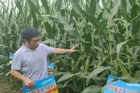 中科玉505，高抗病，抗倒伏，棒大穗匀产量高！视频封面