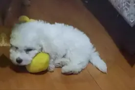 剃秃了之后抑郁了六七天，自己躲起来不敢见人，自尊心强的狗狗剃秃一定要慎重视频封面