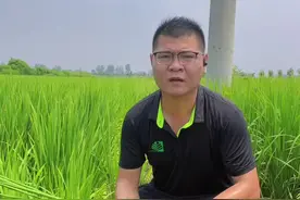 水稻穗期病害，怎么防？#抖音热门 #抖音助农 #丽丽🌸 #农作物农技110 #三农 #农业