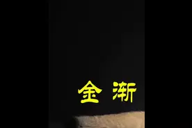 英短金渐层毛色怎么区分？（342）#英短金渐层 #金渐层