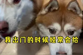 我们养宠物的没点手段是不行了，感谢科技的力量#萌宠#狗狗 #猫咪大脸照 #ebo一宝机器人