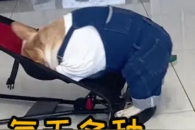 一高兴就没个正经样子#萌宠日常记录 #调皮捣蛋的小家伙 #法斗蠢萌视频封面