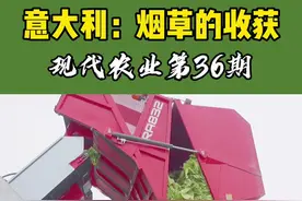 意大利烟草的收割，抽烟的人，有多少知道烟草长啥样的？#新农人计划2021 #现代农业 #农业机械