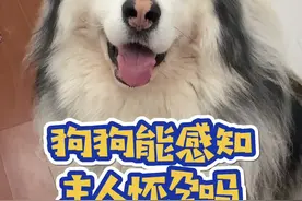 原来狗狗真的能感知主人怀孕...#阿拉斯加 #狗狗 #宠物 #萌宠出道计划