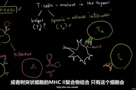 细胞毒性T细胞和辅助T细胞(2)视频封面