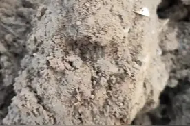 瞎眼碰学名金龟子，就是它产的卵孵化后变成蛴螬的!所以当你的地里出现金龟子的时候证明你的地里有很多的蛴螬!视频封面