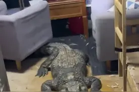 男子打开宿舍门发现200斤鳄鱼惊呆了：第一次碰到这样的情况#开眼界了视频封面