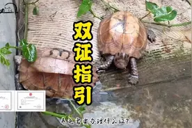 乌龟双证办理所需资料与手续#养龟人 #人工繁殖 #家有爬宠视频封面