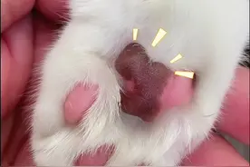 小猫的爪爪也会开裂哦，想要粉粉嫩嫩的爪爪，试一下这个吧！#萌宠好物 #阿福是只橘猫视频封面