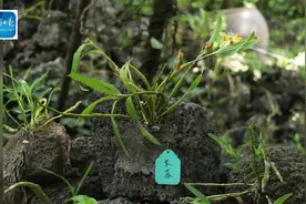 你见过长在石头上的植物吗？海南省海口市秀英区石山镇施茶村视频封面