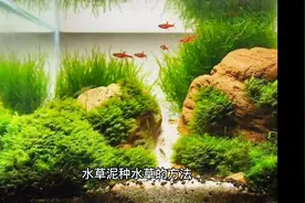 水草泥种植水草的方法和注意事项#水草泥 #水草种子视频封面