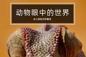 和它们相比，人类的眼睛真是弱爆了#涨知识