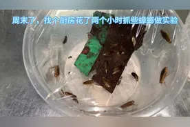 家庭和餐厅的厨房常见到的小蟑螂，其实就是：德国小蠊视频封面
