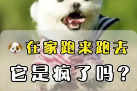 狗狗突然在家跑来跑去，它是疯了吗？#科学养宠攻略 #迷惑行为大赏 #萌宠 #狗狗 @DOU+小助手视频封面