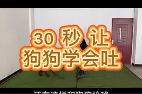 玩球不愿意给你，分分中搞定#抖音小助手 #萌宠 #训犬视频封面