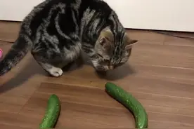 猫为什么怕黄瓜？ #科普  @抖音短视频视频封面