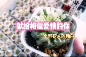 卡农是一首神奇的曲子，快乐的人会听到心酸视频封面