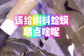 小蝌蚪长大成蛤蟆了，该给他们吃什么呢#糯米年糕爸 #养鱼 #小蝌蚪视频封面