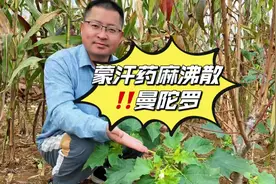 武侠和宫斗剧里蒙汗药的主要成分就来自它，曼陀罗视频封面